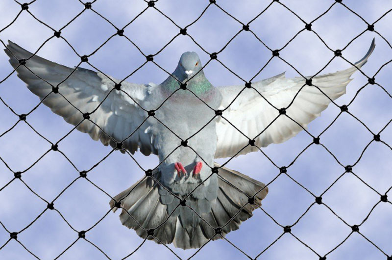 Pigeon Net